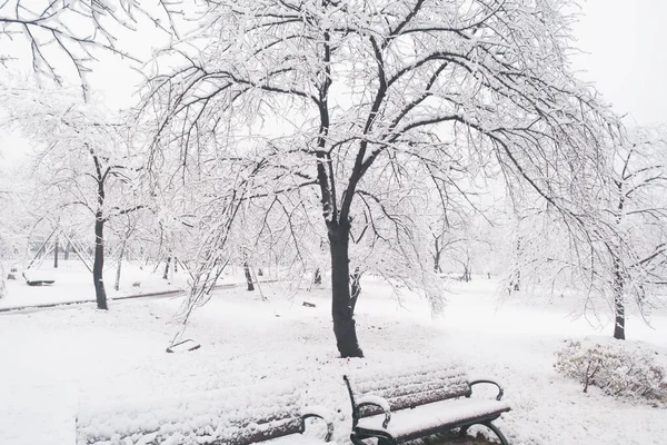 Winter Snow Scenery Cherry Blossom Garden East Lake Scenic Area — Stock Photo, Image