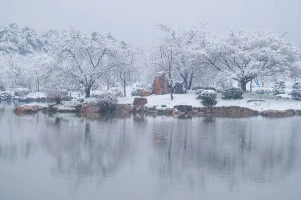 Paisajes Nieve Invierno Jardín Flores Cerezo Zona Escénica East Lake — Foto de Stock