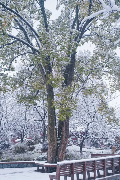 Winter Snow Scenery Cherry Blosam Garden East Lake Scenic Area — 스톡 사진