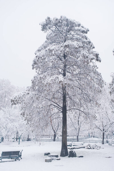 Winter Snow Scenery in Cherry Blossom Garden in East Lake Scenic Area, Wuhan, Hubei