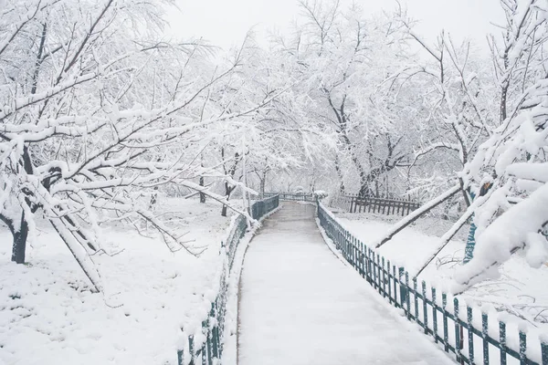 Zimní Sněhová Scenérie Zahradě Cherry Blossom Oblasti Východního Jezera Wuhan — Stock fotografie