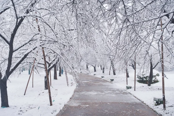 Winter Schneelandschaft Kirschblütengarten East Lake Scenic Area Wuhan Hubei — Stockfoto