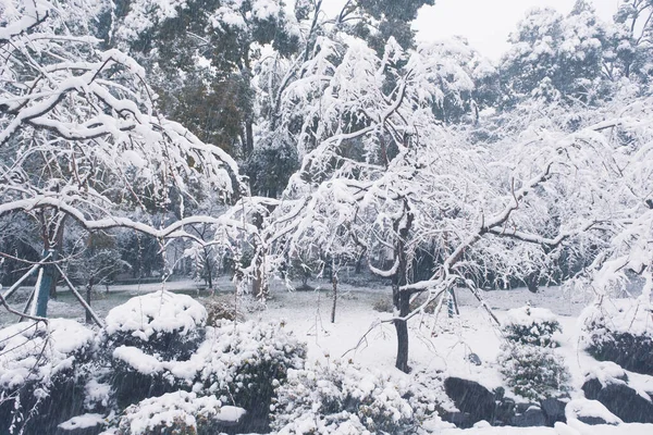 Winter Snow Scenery Cherry Blossom Garden East Lake Scenic Area — Stock Photo, Image