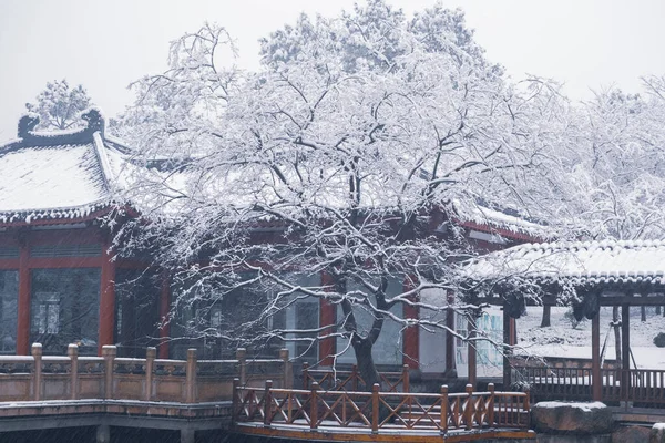 Зимний Снежный Пейзаж Саду Cherry Blossom Garden Восточном Озере Ухан — стоковое фото
