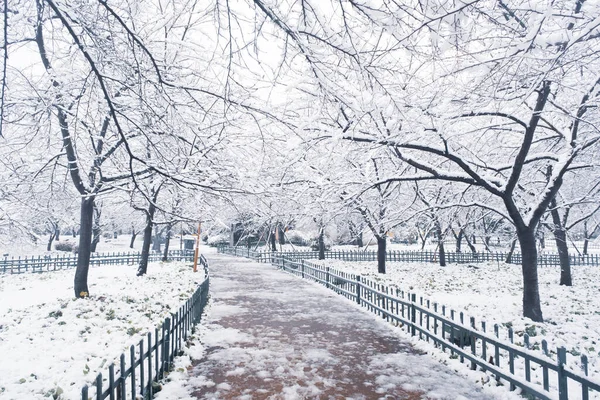 Zimowa Sceneria Śniegu Cherry Blossom Garden Regionie East Lake Scenic — Zdjęcie stockowe