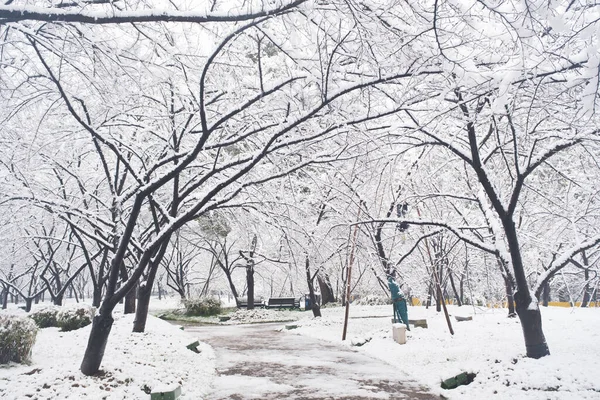 Wintersneeuw Landschap Cherry Blossom Garden East Lake Scenic Area Wuhan — Stockfoto
