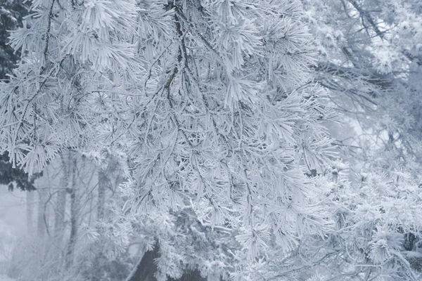 江西省九江市琉山5A景区冬季雪景 — 图库照片
