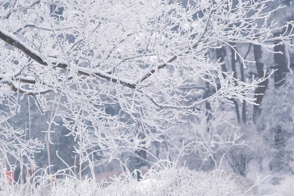 Winterschneeszene Der Landschaft Lushan Stadt Jiujiang Provinz Jiangxi — Stockfoto