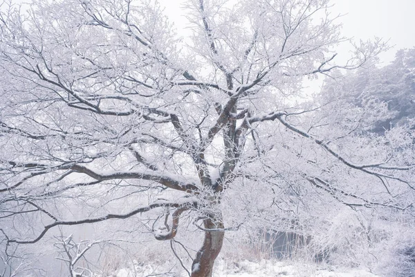 Scena Neve Invernale Nella Zona Panoramica Lushan Città Jiujiang Provincia — Foto Stock