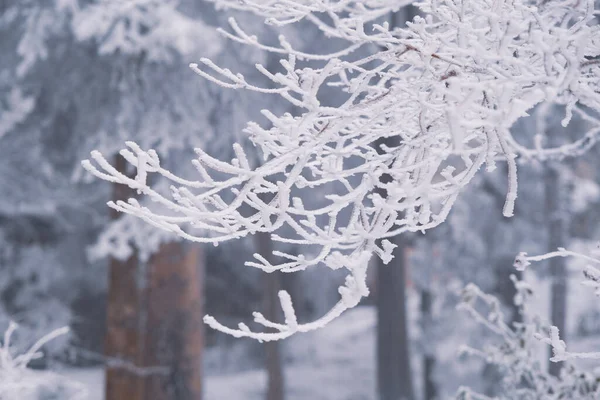 Winterschneeszene Der Landschaft Lushan Stadt Jiujiang Provinz Jiangxi — Stockfoto