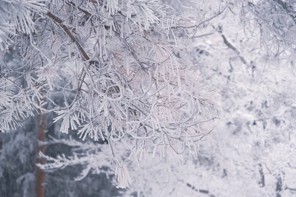 Scena Neve Invernale Nella Zona Panoramica Lushan Città Jiujiang Provincia — Foto Stock