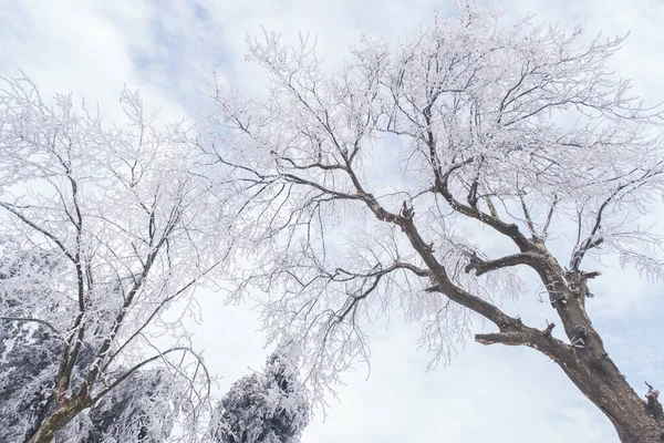 Winterschneeszene Der Landschaft Lushan Stadt Jiujiang Provinz Jiangxi — Stockfoto
