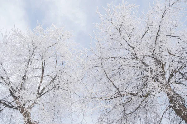 Lushan Sahne Bölgesi Jiujiang Şehri Jiangxi Bölgesi Nde Kış Kar — Stok fotoğraf