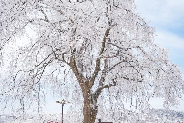 Winterschneeszene Der Landschaft Lushan Stadt Jiujiang Provinz Jiangxi — Stockfoto