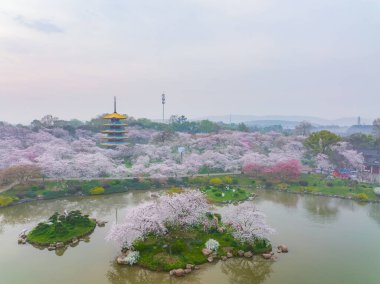 Doğu Gölü Sahnesi, Wuhan Şehri, Hubei Eyaleti 'nde Kiraz Çiçeği Bahçesi Erken Bahar Sahnesi
