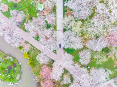 Doğu Gölü Sahnesi, Wuhan Şehri, Hubei Eyaleti 'nde Kiraz Çiçeği Bahçesi Erken Bahar Sahnesi