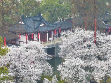 Doğu Gölü Sahnesi, Wuhan Şehri, Hubei Eyaleti 'nde Kiraz Çiçeği Bahçesi Erken Bahar Sahnesi