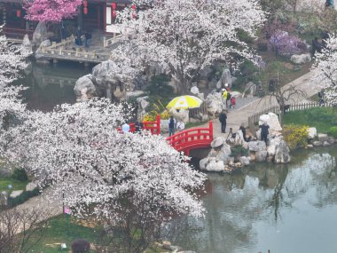 Doğu Gölü Sahnesi, Wuhan Şehri, Hubei Eyaleti 'nde Kiraz Çiçeği Bahçesi Erken Bahar Sahnesi