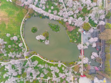 Doğu Gölü Sahnesi, Wuhan Şehri, Hubei Eyaleti 'nde Kiraz Çiçeği Bahçesi Erken Bahar Sahnesi