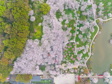Doğu Gölü Sahnesi, Wuhan Şehri, Hubei Eyaleti 'nde Kiraz Çiçeği Bahçesi Erken Bahar Sahnesi