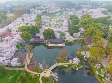 Doğu Gölü Sahnesi, Wuhan Şehri, Hubei Eyaleti 'nde Kiraz Çiçeği Bahçesi Erken Bahar Sahnesi