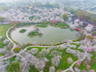 Doğu Gölü Sahnesi, Wuhan Şehri, Hubei Eyaleti 'nde Kiraz Çiçeği Bahçesi Erken Bahar Sahnesi