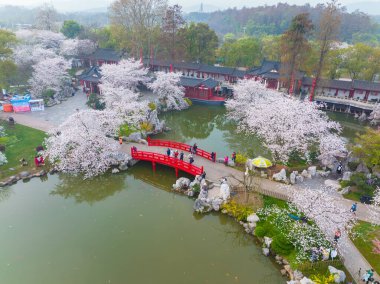 Doğu Gölü Sahnesi, Wuhan Şehri, Hubei Eyaleti 'nde Kiraz Çiçeği Bahçesi Erken Bahar Sahnesi