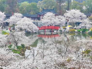 Doğu Gölü Sahnesi, Wuhan Şehri, Hubei Eyaleti 'nde Kiraz Çiçeği Bahçesi Erken Bahar Sahnesi