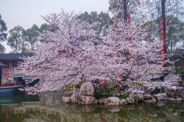 Doğu Gölü Sahnesi, Wuhan Şehri, Hubei Eyaleti 'nde Kiraz Çiçeği Bahçesi Erken Bahar Sahnesi