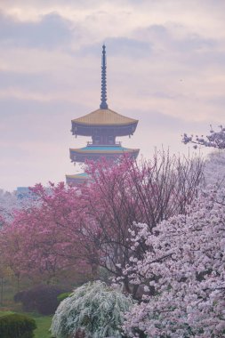 Doğu Gölü Sahnesi, Wuhan Şehri, Hubei Eyaleti 'nde Kiraz Çiçeği Bahçesi Erken Bahar Sahnesi