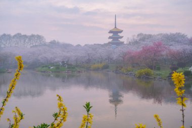 Doğu Gölü Sahnesi, Wuhan Şehri, Hubei Eyaleti 'nde Kiraz Çiçeği Bahçesi Erken Bahar Sahnesi