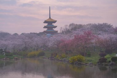 Doğu Gölü Sahnesi, Wuhan Şehri, Hubei Eyaleti 'nde Kiraz Çiçeği Bahçesi Erken Bahar Sahnesi