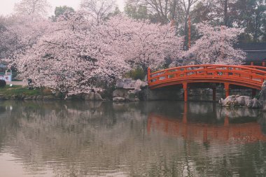 Doğu Gölü Sahnesi, Wuhan Şehri, Hubei Eyaleti 'nde Kiraz Çiçeği Bahçesi Erken Bahar Sahnesi