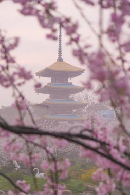 Doğu Gölü Sahnesi, Wuhan Şehri, Hubei Eyaleti 'nde Kiraz Çiçeği Bahçesi Erken Bahar Sahnesi
