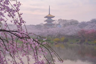 Doğu Gölü Sahnesi, Wuhan Şehri, Hubei Eyaleti 'nde Kiraz Çiçeği Bahçesi Erken Bahar Sahnesi