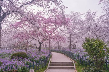 Doğu Gölü Sahnesi, Wuhan Şehri, Hubei Eyaleti 'nde Kiraz Çiçeği Bahçesi Erken Bahar Sahnesi