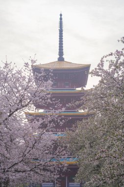 Doğu Gölü Sahnesi, Wuhan Şehri, Hubei Eyaleti 'nde Kiraz Çiçeği Bahçesi Erken Bahar Sahnesi