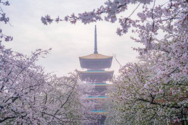 Doğu Gölü Sahnesi, Wuhan Şehri, Hubei Eyaleti 'nde Kiraz Çiçeği Bahçesi Erken Bahar Sahnesi
