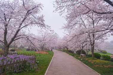 Doğu Gölü Sahnesi, Wuhan Şehri, Hubei Eyaleti 'nde Kiraz Çiçeği Bahçesi Erken Bahar Sahnesi