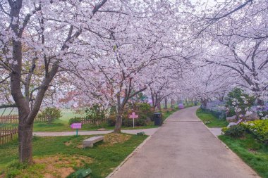 Doğu Gölü Sahnesi, Wuhan Şehri, Hubei Eyaleti 'nde Kiraz Çiçeği Bahçesi Erken Bahar Sahnesi