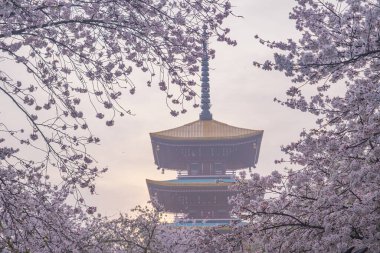 Doğu Gölü Sahnesi, Wuhan Şehri, Hubei Eyaleti 'nde Kiraz Çiçeği Bahçesi Erken Bahar Sahnesi