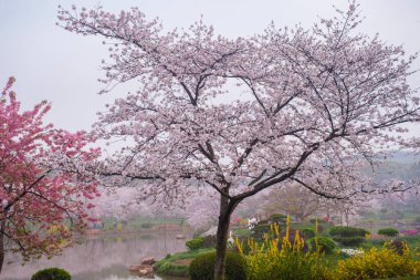 Doğu Gölü Sahnesi, Wuhan Şehri, Hubei Eyaleti 'nde Kiraz Çiçeği Bahçesi Erken Bahar Sahnesi
