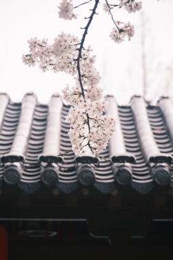 Doğu Gölü Sahnesi, Wuhan Şehri, Hubei Eyaleti 'nde Kiraz Çiçeği Bahçesi Erken Bahar Sahnesi