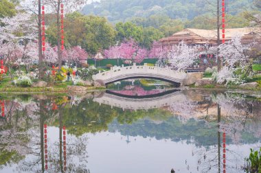 Doğu Gölü Sahnesi, Wuhan Şehri, Hubei Eyaleti 'nde Kiraz Çiçeği Bahçesi Erken Bahar Sahnesi