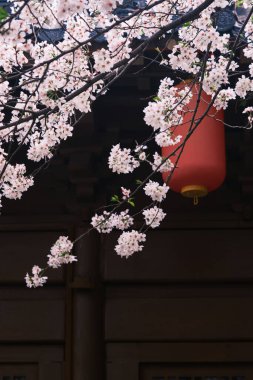 Doğu Gölü Sahnesi, Wuhan Şehri, Hubei Eyaleti 'nde Kiraz Çiçeği Bahçesi Erken Bahar Sahnesi