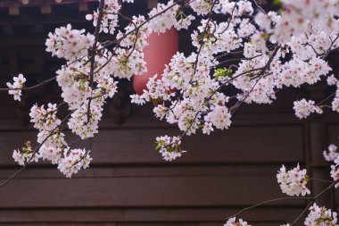 Doğu Gölü Sahnesi, Wuhan Şehri, Hubei Eyaleti 'nde Kiraz Çiçeği Bahçesi Erken Bahar Sahnesi