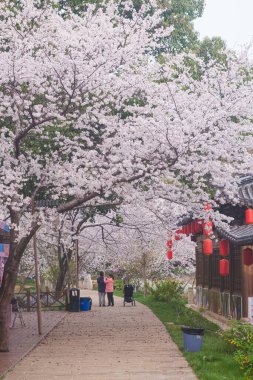 Doğu Gölü Sahnesi, Wuhan Şehri, Hubei Eyaleti 'nde Kiraz Çiçeği Bahçesi Erken Bahar Sahnesi