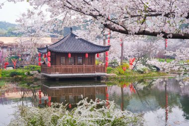 Doğu Gölü Sahnesi, Wuhan Şehri, Hubei Eyaleti 'nde Kiraz Çiçeği Bahçesi Erken Bahar Sahnesi