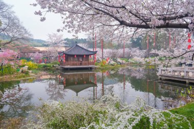 Doğu Gölü Sahnesi, Wuhan Şehri, Hubei Eyaleti 'nde Kiraz Çiçeği Bahçesi Erken Bahar Sahnesi