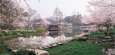 Doğu Gölü Sahnesi, Wuhan Şehri, Hubei Eyaleti 'nde Kiraz Çiçeği Bahçesi Erken Bahar Sahnesi